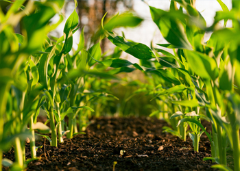 Sustainable Food Systems